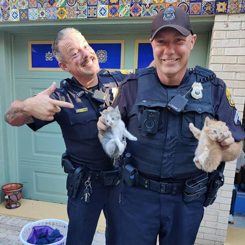 Les chatons piégés ‘Elon et Tessie’ sauvés par la police de Tampa